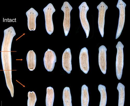 Bagaimana Planaria Bisa Menumbuhkan Kembali Tubuhnya? Ini Penjelasan Regenerasinya